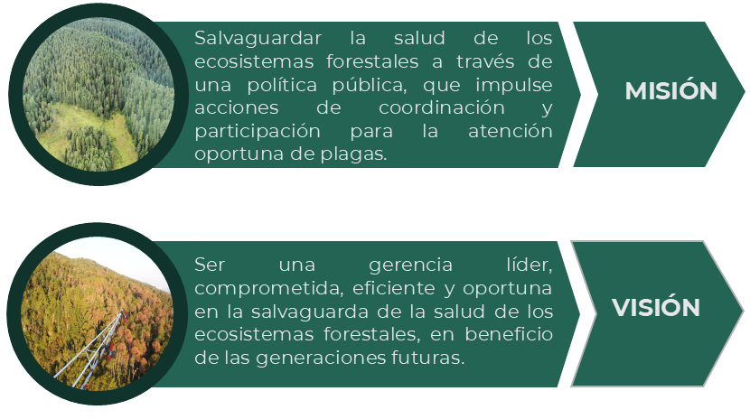 Organigrama